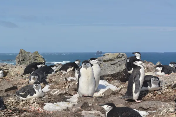 img of 巴拉迪亚企鹅一天进行超过10,000次数秒长“微睡”，研究发现