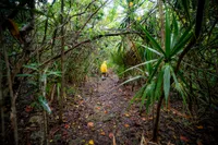 img of 不是如同渡渡鸟般绝迹：计划将渡渡鸟重新引入毛里求斯