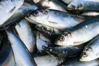 img of 卑诗省敞口渔场中，野生鲑鱼保育组织对鲱鱼死亡的担忧升级