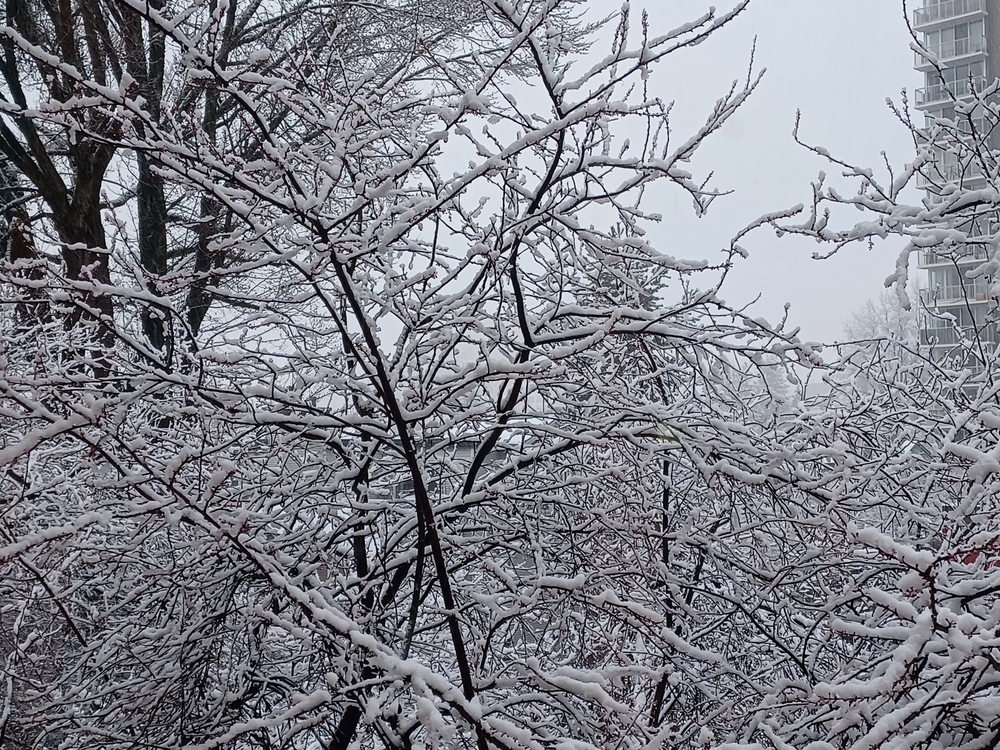 img of 温哥华特殊天气声明：周末或迎来降雪