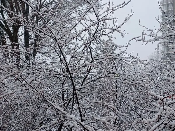 img of 温哥华特殊天气声明：周末或迎来降雪