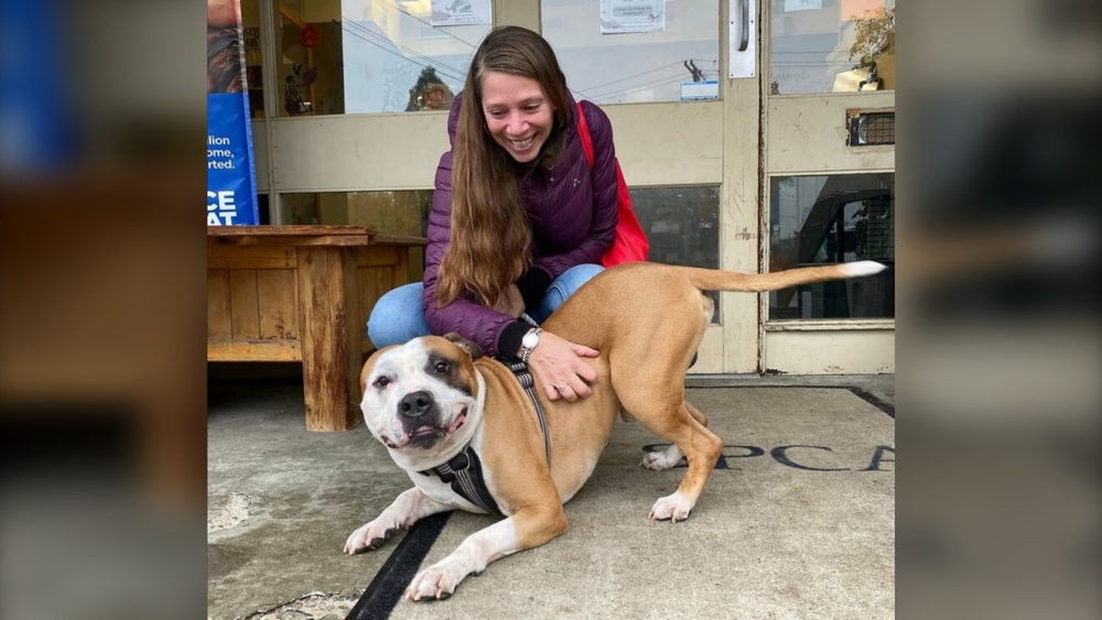 img of 他选择了我，就像我选择了他：被发现绑在本拿比庇护所门前的狗狗已被领养