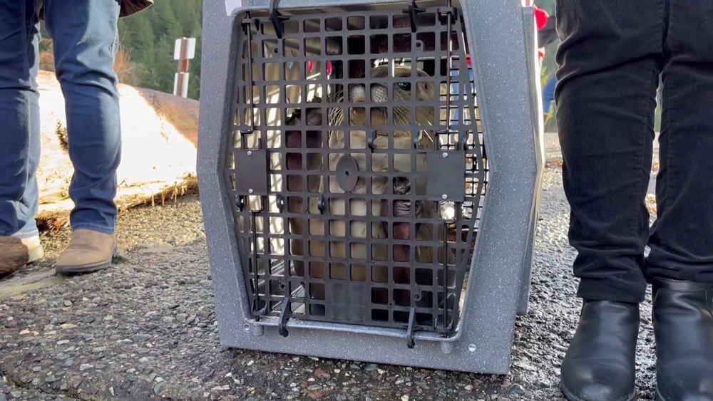 img of 六只获救的港口海豹滑回卑诗省水域