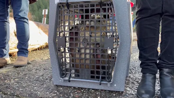 img of 六只获救的港口海豹滑回卑诗省水域