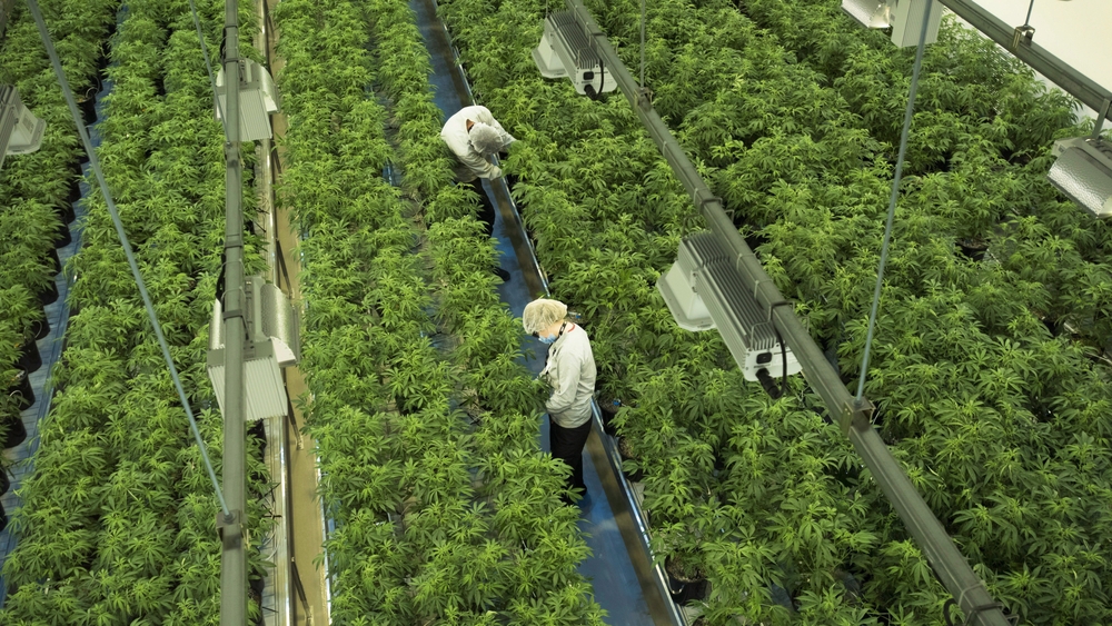 img of 大麻公司Canopy Growth股票将以1:10比例合并