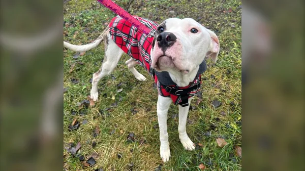 img of 卑诗省动物福利协会建议提起诉讼，发现狗被关在笼子里“极度饥饿”