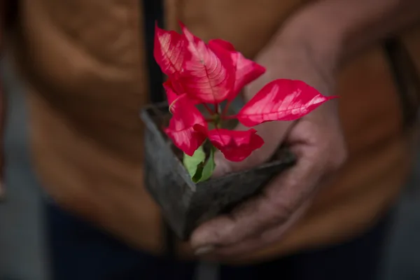 img of 圣诞节期间，关于一点说点：你需要了解什么