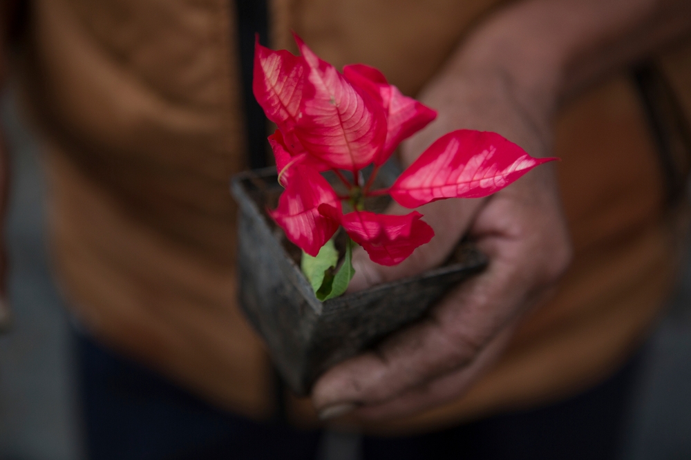 img of 圣诞节期间，关于一点说点：你需要了解什么