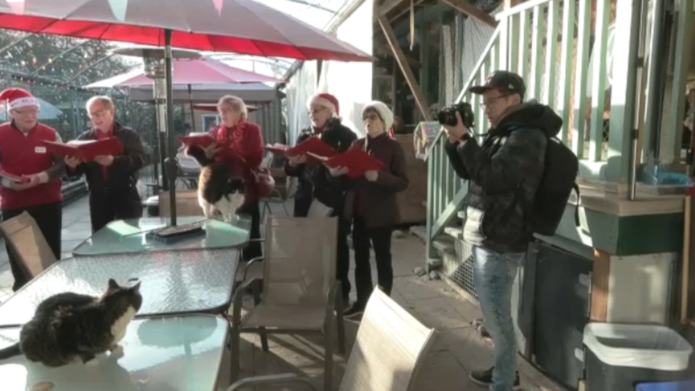 img of 有时候猫咪也喜欢听：合唱团为B.C.猫咪收容所的无家可归猫咪唱圣诞颂歌