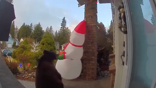 img of 黑熊视频展示它们在加拿大卑诗省大温地区检查节日装饰品