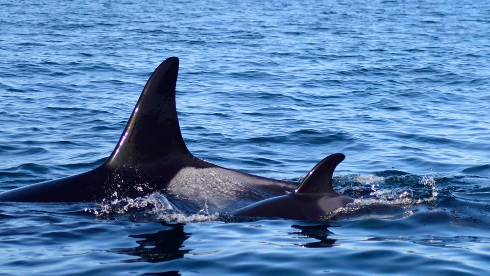img of 南部居民虎鲸J组在圣诞节发现了新生虎鲸幼仔，研究人员称