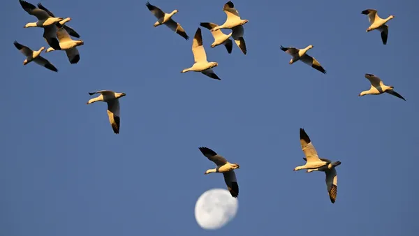 img of 加拿大17家环保慈善组织负责人薪酬高于省长