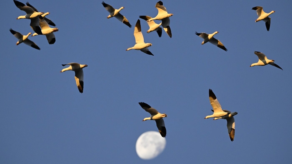 img of 加拿大17家环保慈善组织负责人薪酬高于省长