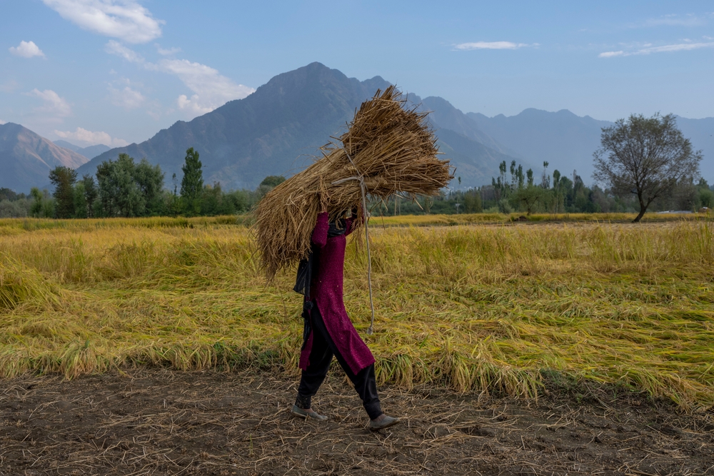 img of 2022年全球食品价格下跌，除了这两个主食以外，联合国称