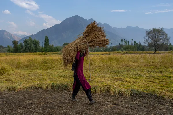 img of 2022年全球食品价格下跌，除了这两个主食以外，联合国称