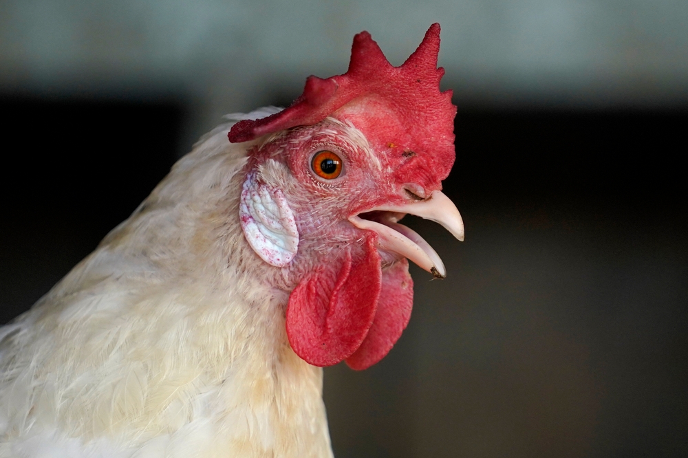 img of 鸡的情绪：人类可以从它发出的叫声了解它的情绪