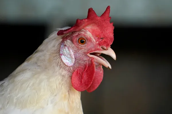 img of 《“咯咯咯”之音：人类能通过鸡叫了解它的情绪》