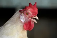 img of 鸡的情绪：人类可以从它发出的叫声了解它的情绪