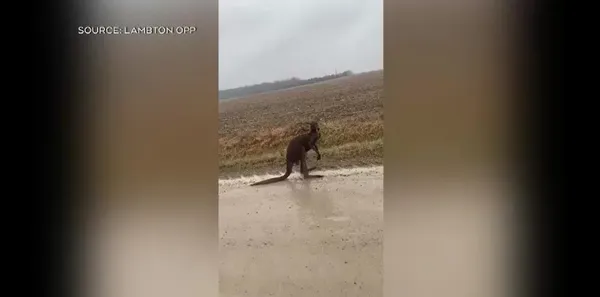 img of 弗雷斯特附近发现袋鼠，安大略省警方发出警告
